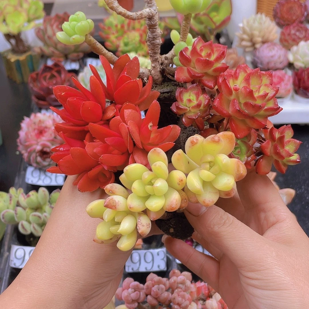 多肉无土栽培多肉植物