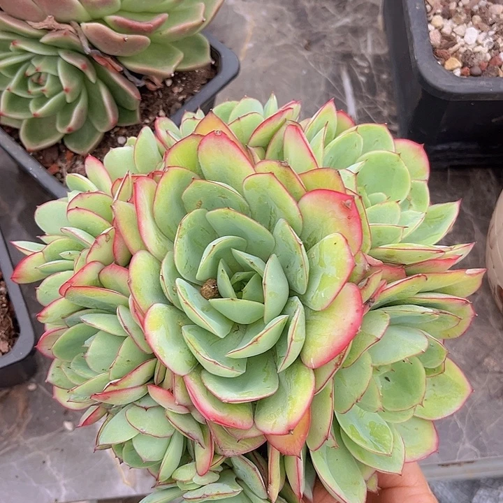 牡丹亭0660多肉植物