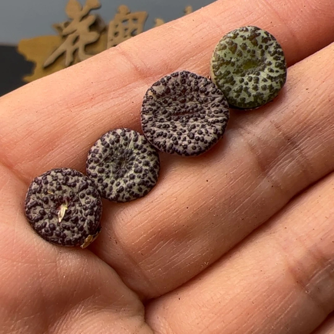 【闪购商品】000000006