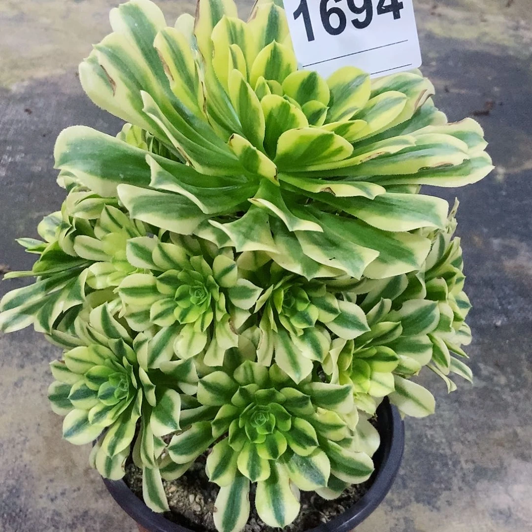 红陶1694金丝多肉