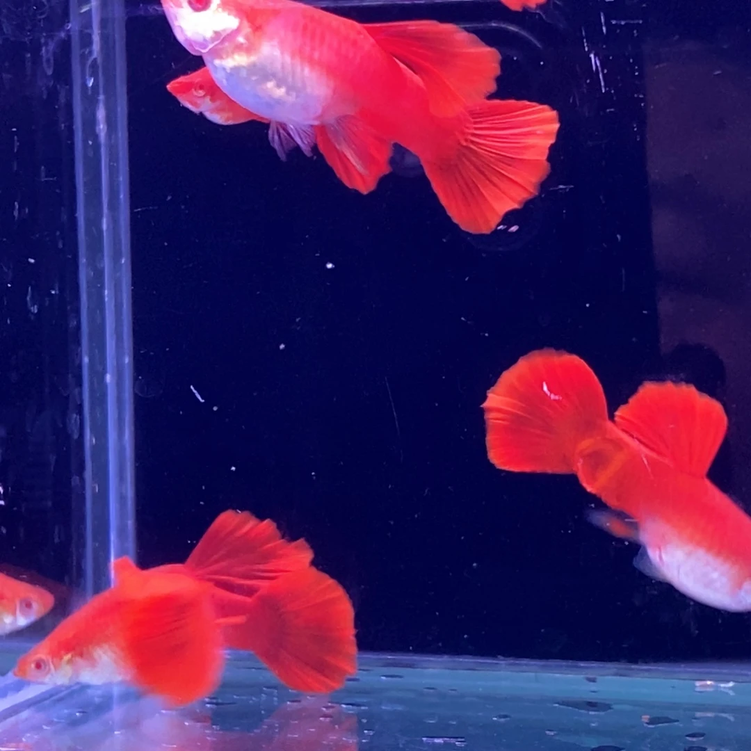 孔雀鱼紫麟血红10条