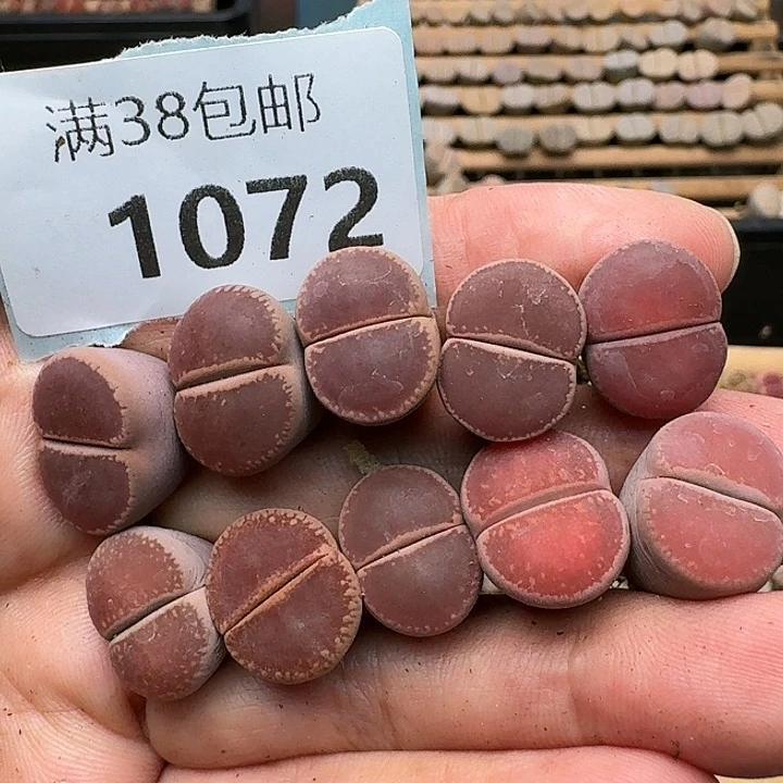 2072清框特价KO日轮