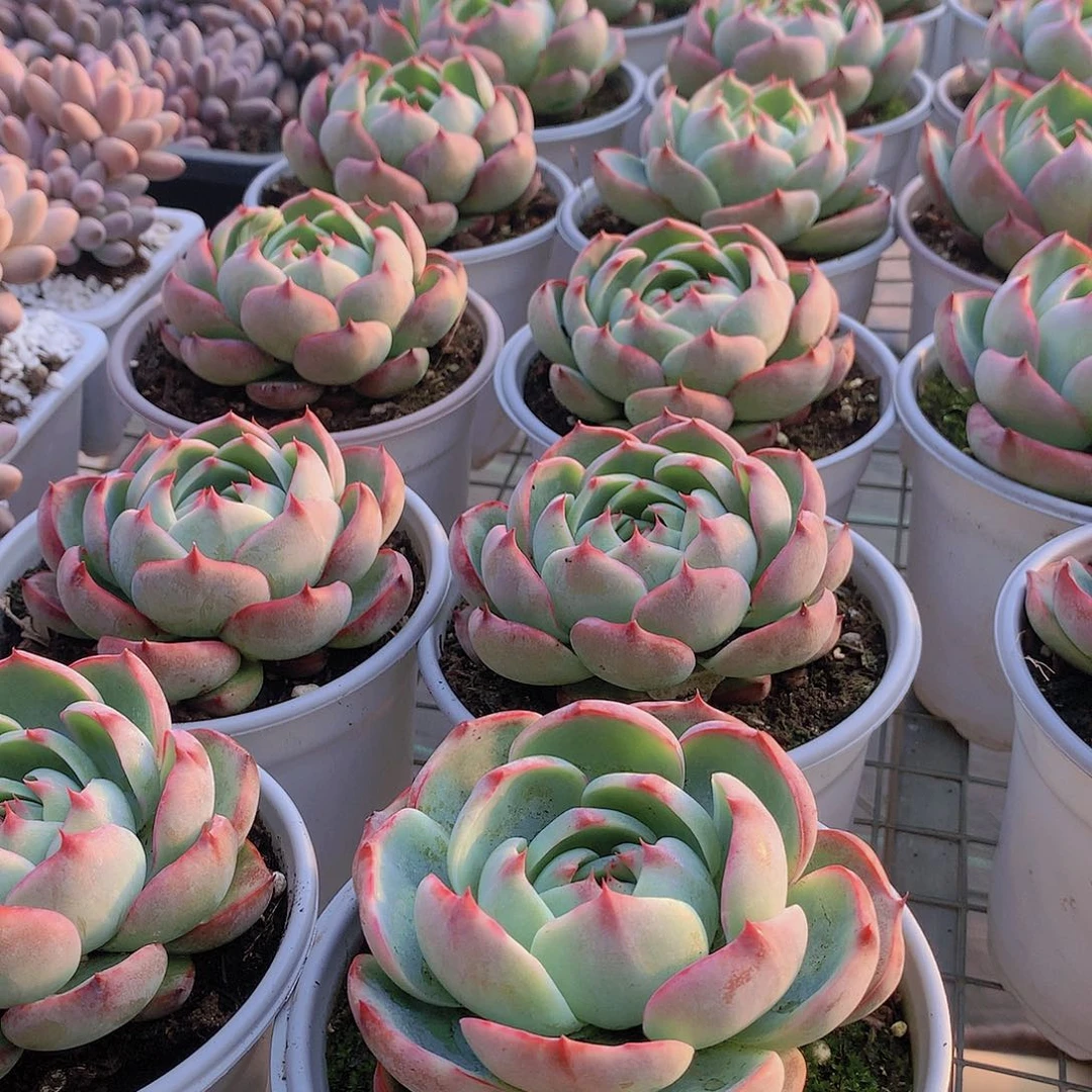 宽叶惊鸿2345678990000