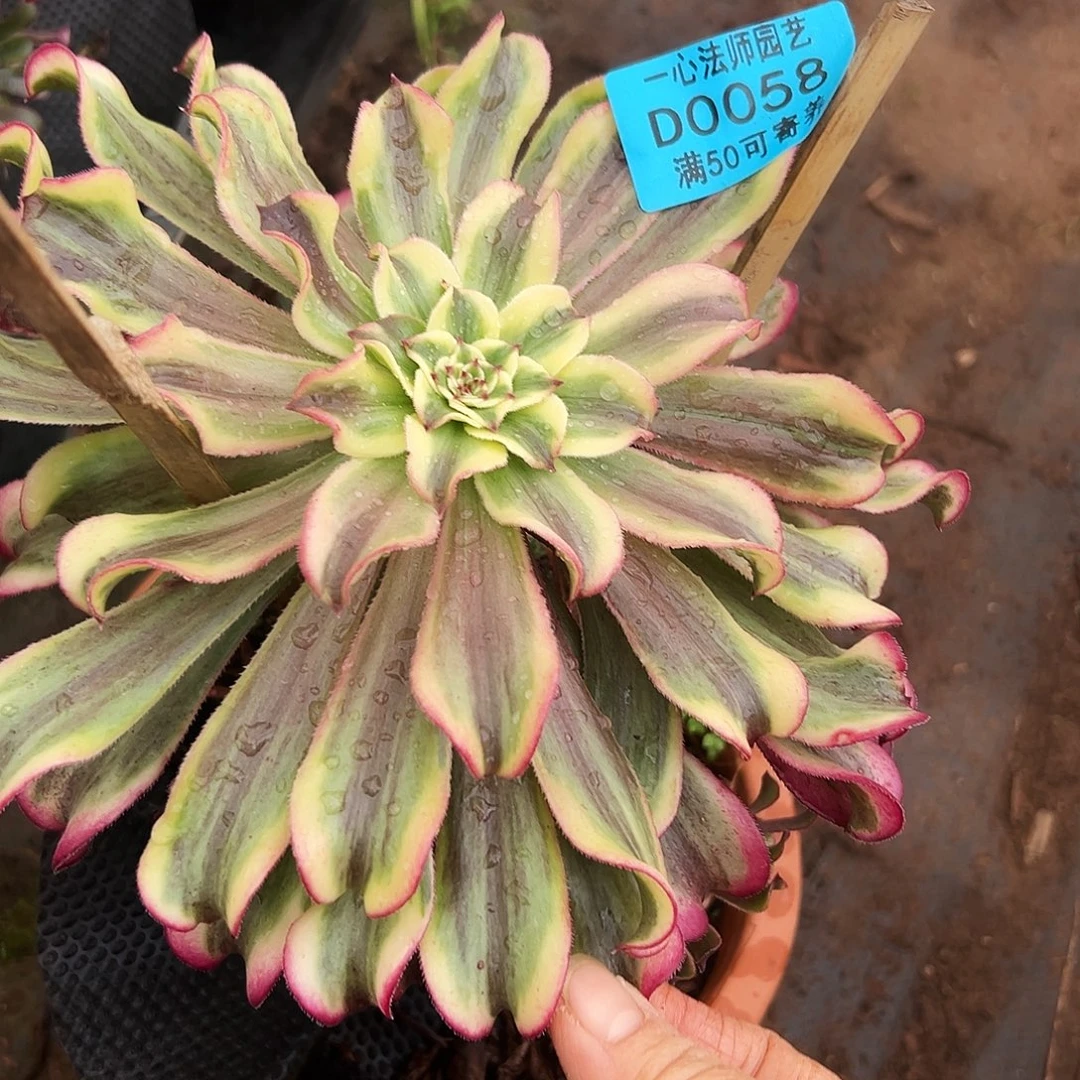 0058多肉植物红波澜