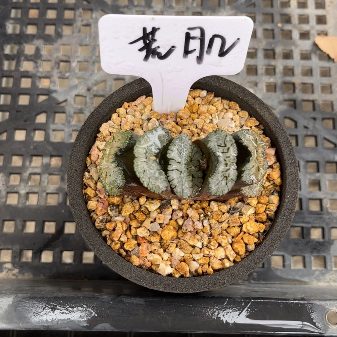 半****Y荒肌玉扇一物一拍