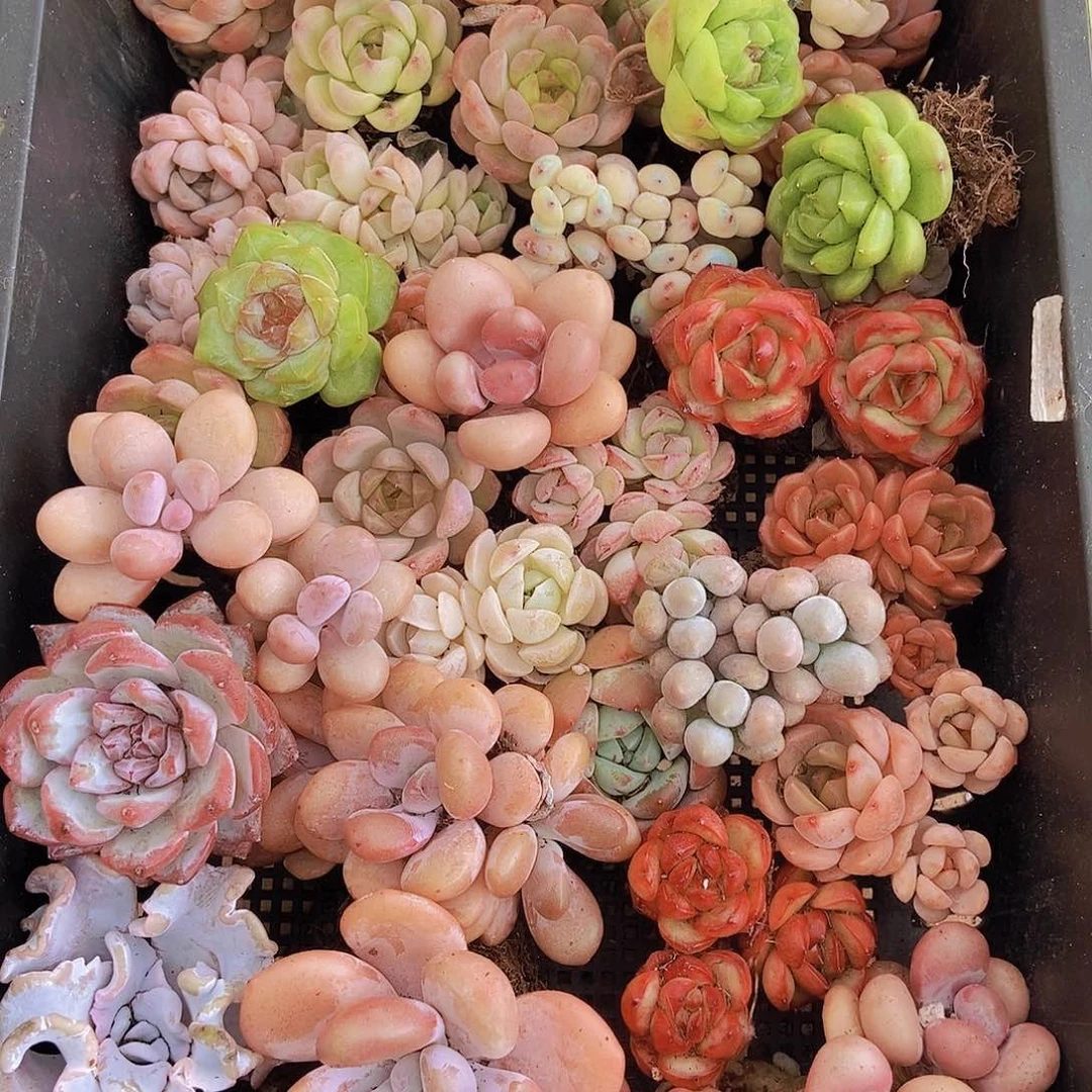 00000000001量拍保底20颗