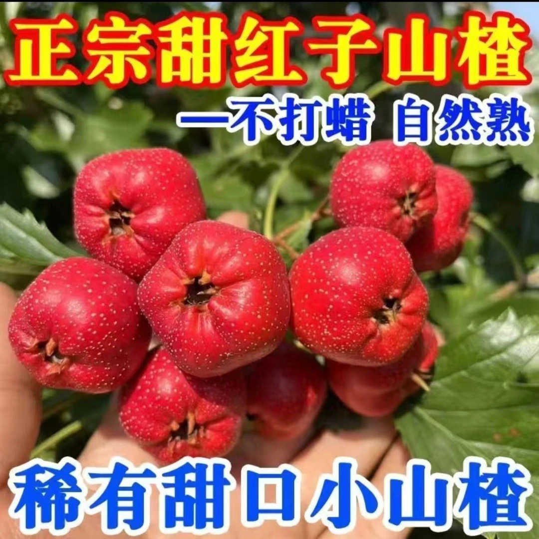 甜红子山楂山东新鲜山楂甜口山楂鲜果酸甜可口适合做糖雪球雪红果
