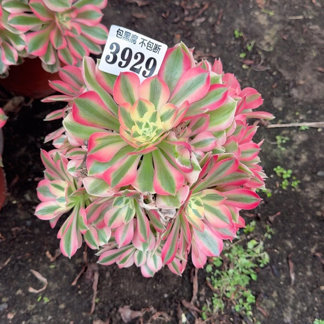 法师粉女巫3929 19-33