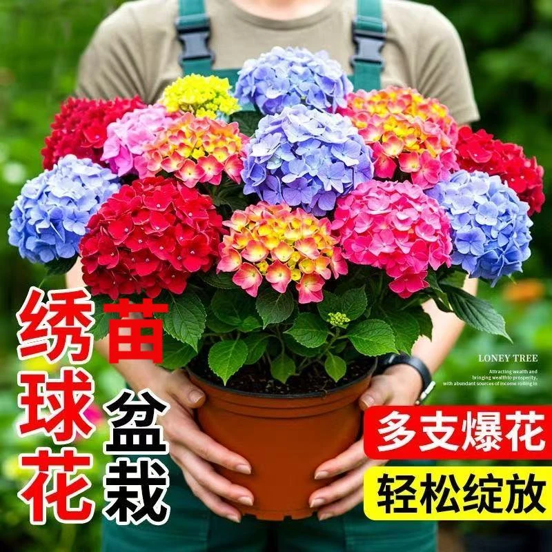 两盆绣球花苗无尽夏四季开花绣球花盆栽庭院好养的花卉植物室内花