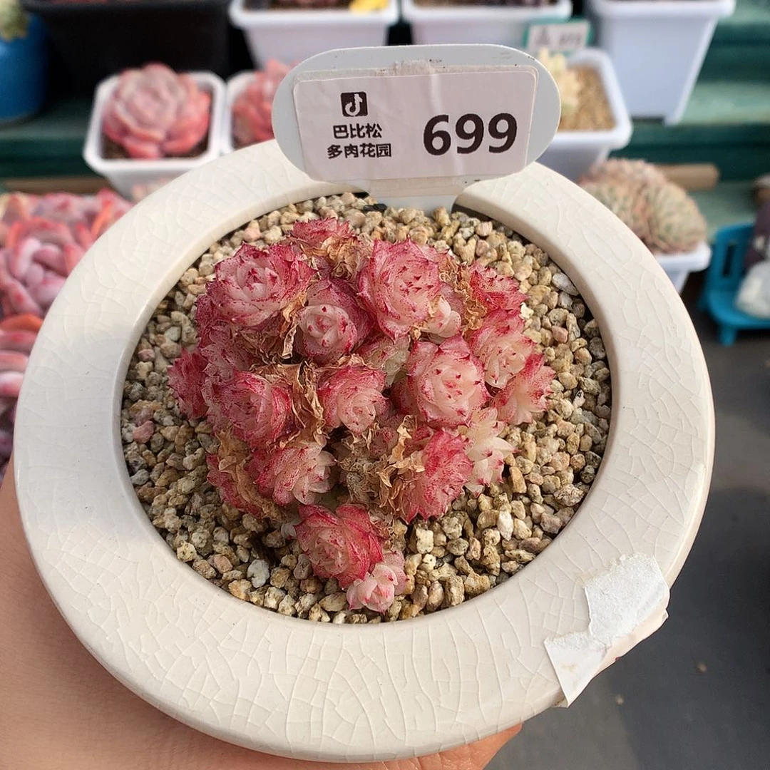 699小脸麦杆群多肉植物