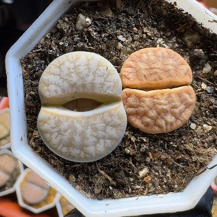 生石花111111。  121