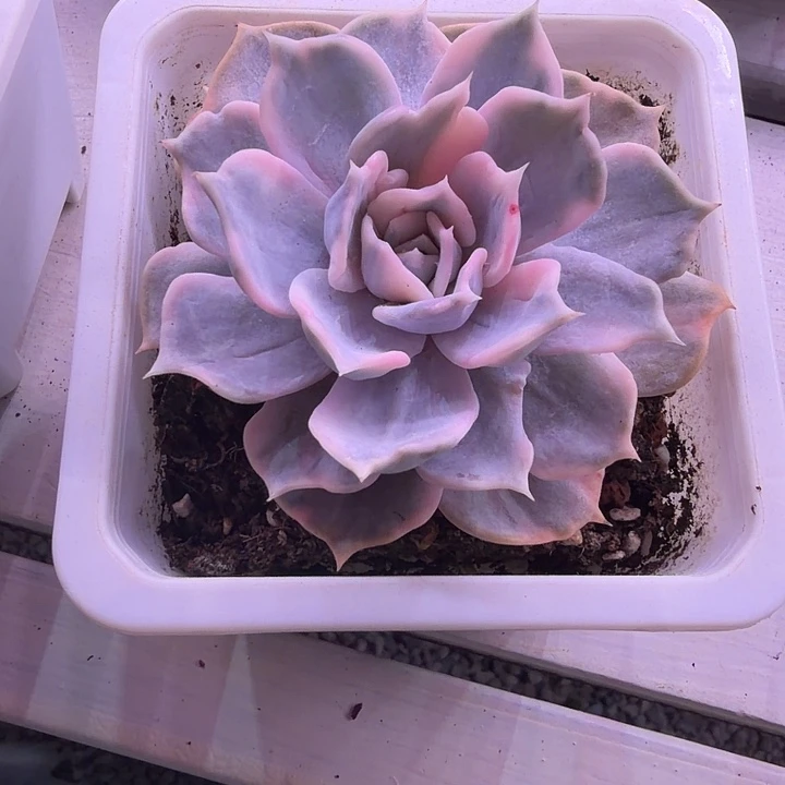 不开花植物丽娜莲锦多肉植物