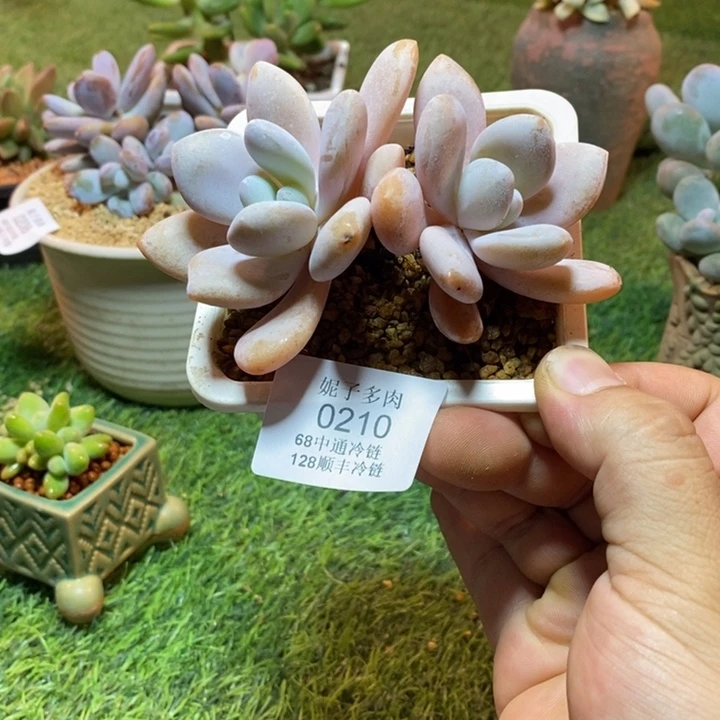 0210啊啊啊啊啊啊啊啊啊啊啊