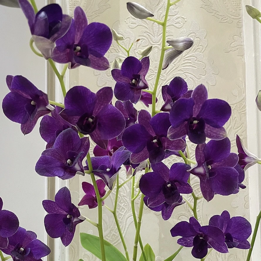 蓝色海岸石斛盆栽种植适合客厅阳台好养可养室外花大花期长