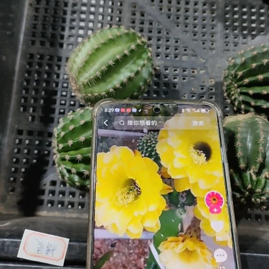 仙人球彩草精灵侧芽