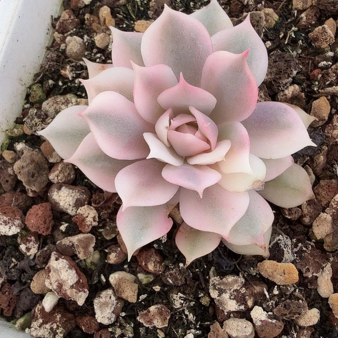 ****皮露娜莲锦，多肉植物
