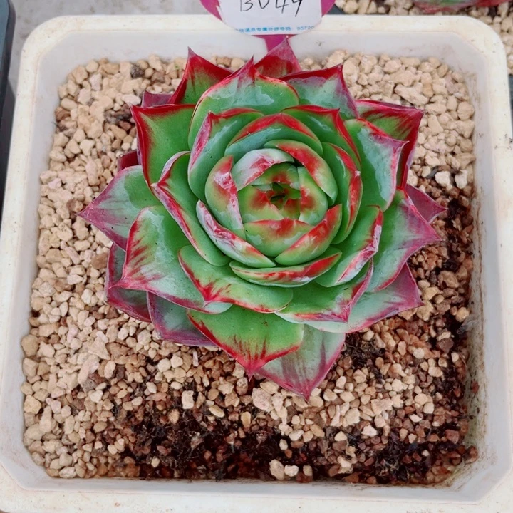 吧***口惊鸿仙子多肉植物B49