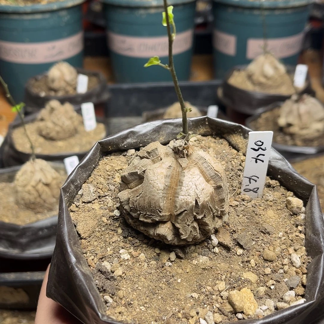 034南非块根龟甲龙