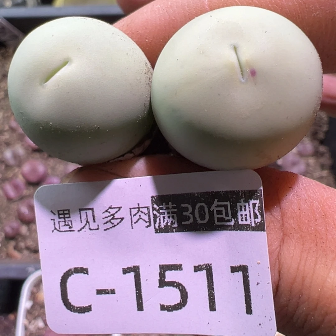 多肉植物111111111111