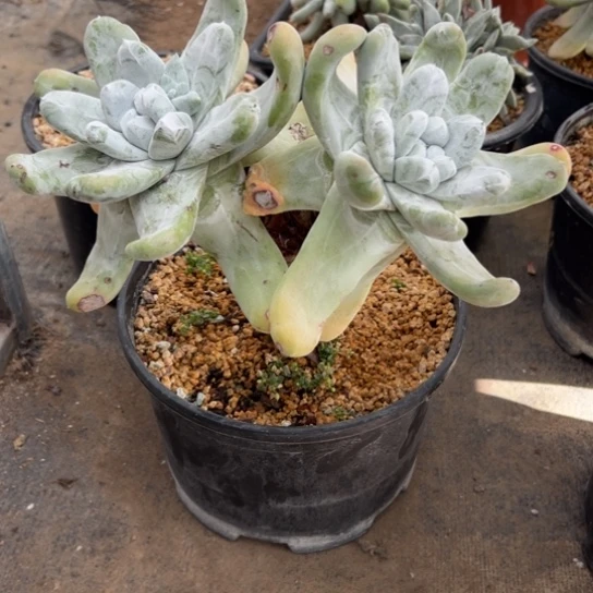 大花朵脸老桩拇指7438