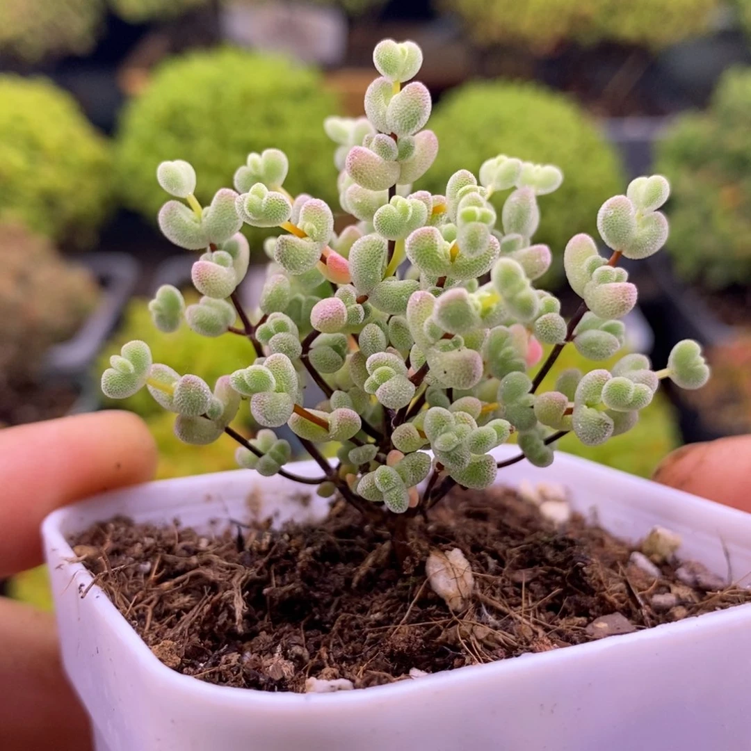 无花朵212莱斯。