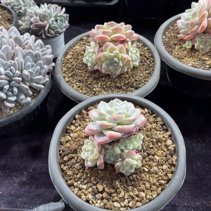 心**飞11厘米左右一物一拍两颗一起的