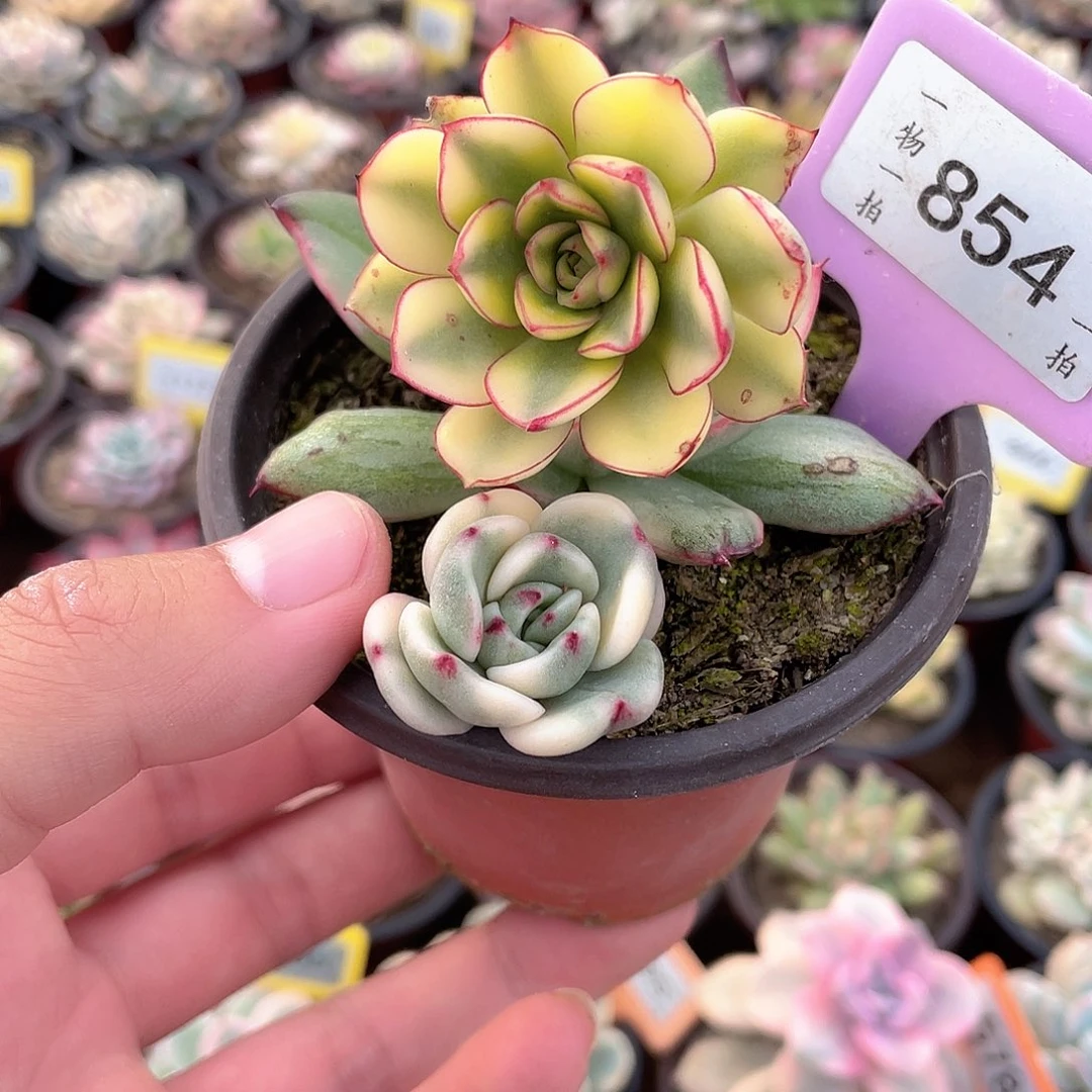 今***时854一盆三个多肉植物