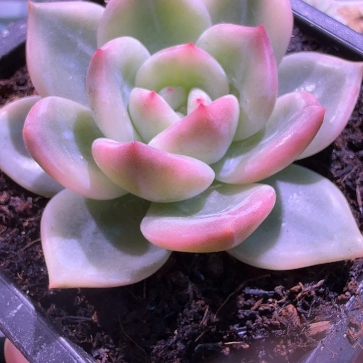 伊丽莎白锦多肉锦
