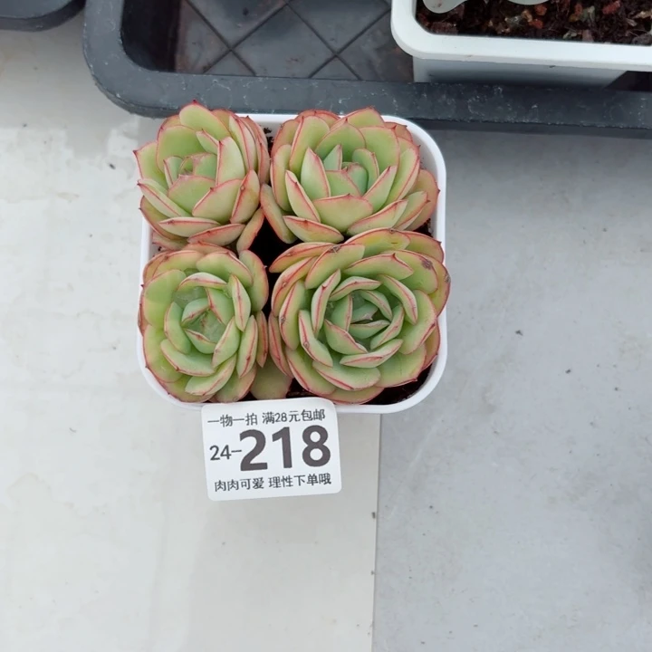 牡丹亭多肉无盆土发货