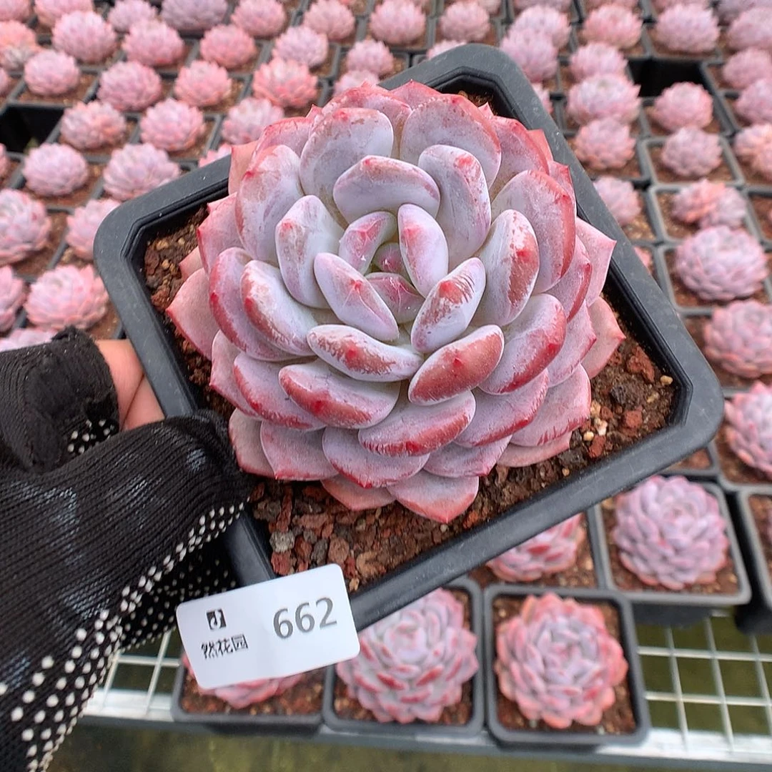 662星橙多肉植物666