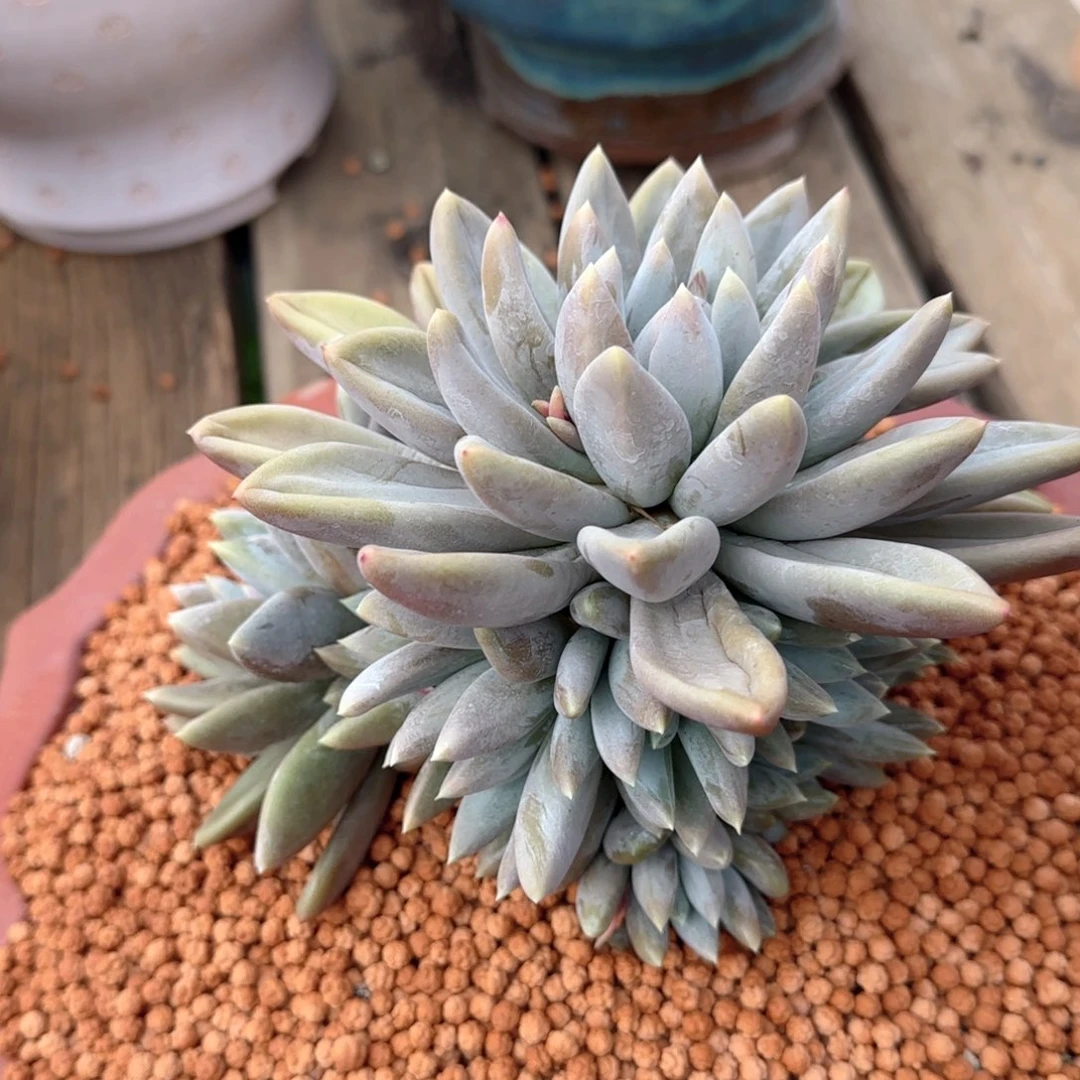 M***亮多肉植物多肉植物