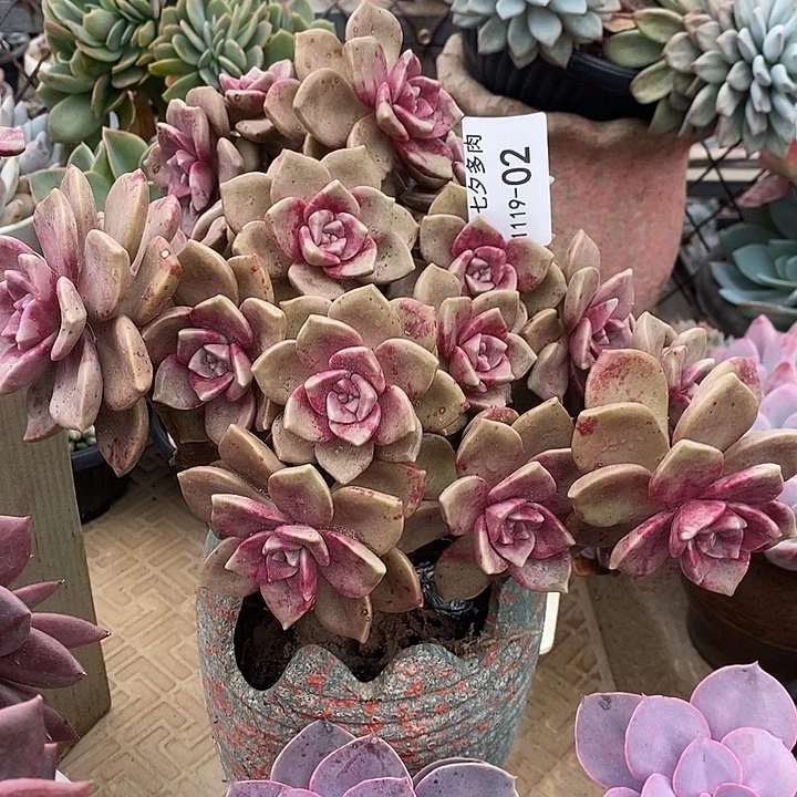 小七夕多肉鹅肝02