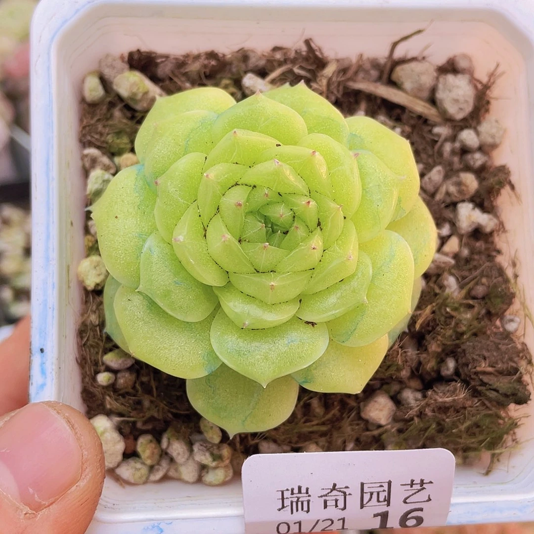 0000000000000016量拍