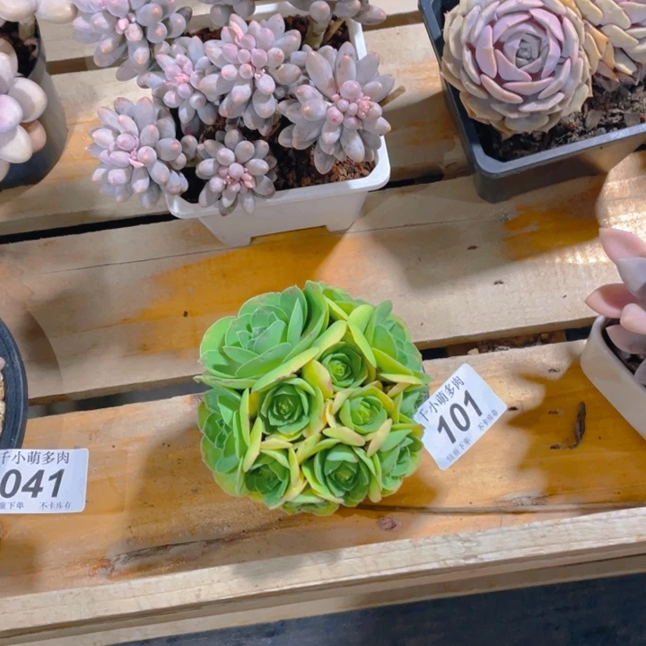 ?****朱谢谢你的支持000000101