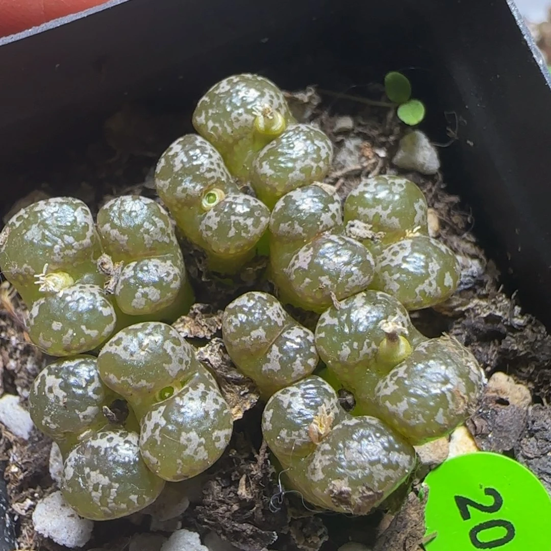 漂漂亮亮多肉植物20