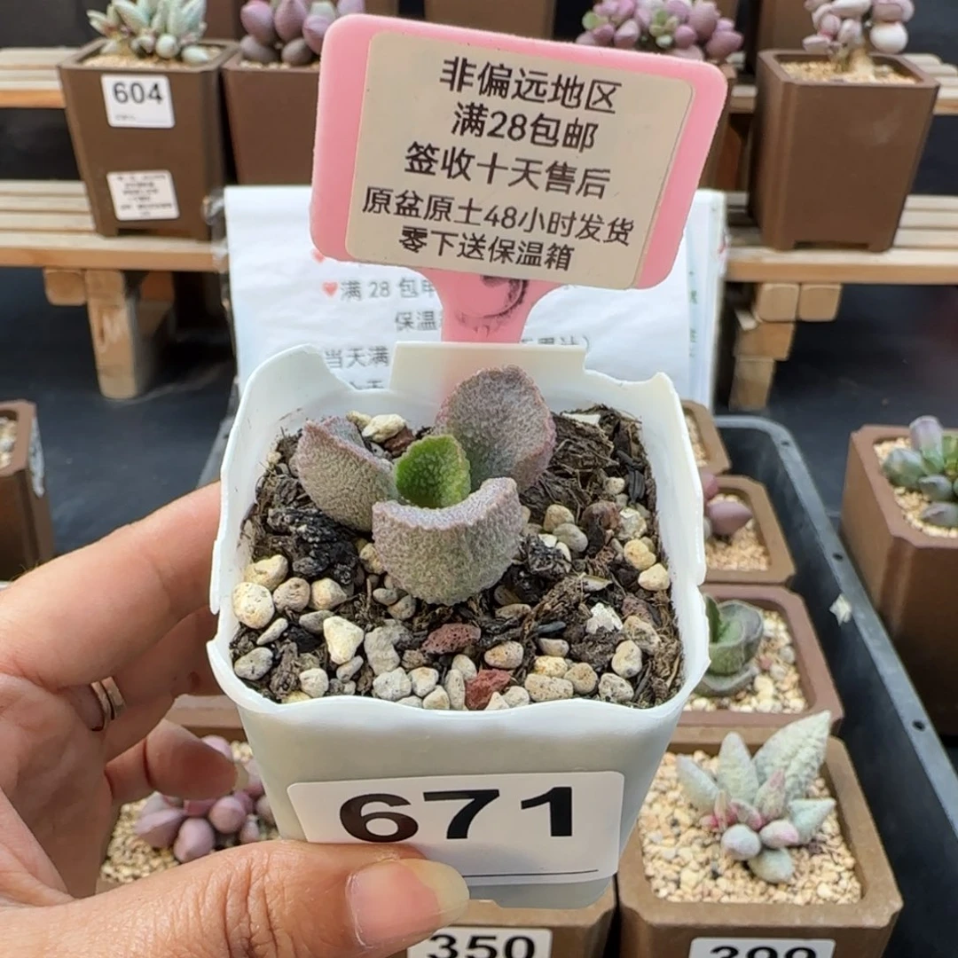 P***0671实生多肉的植物