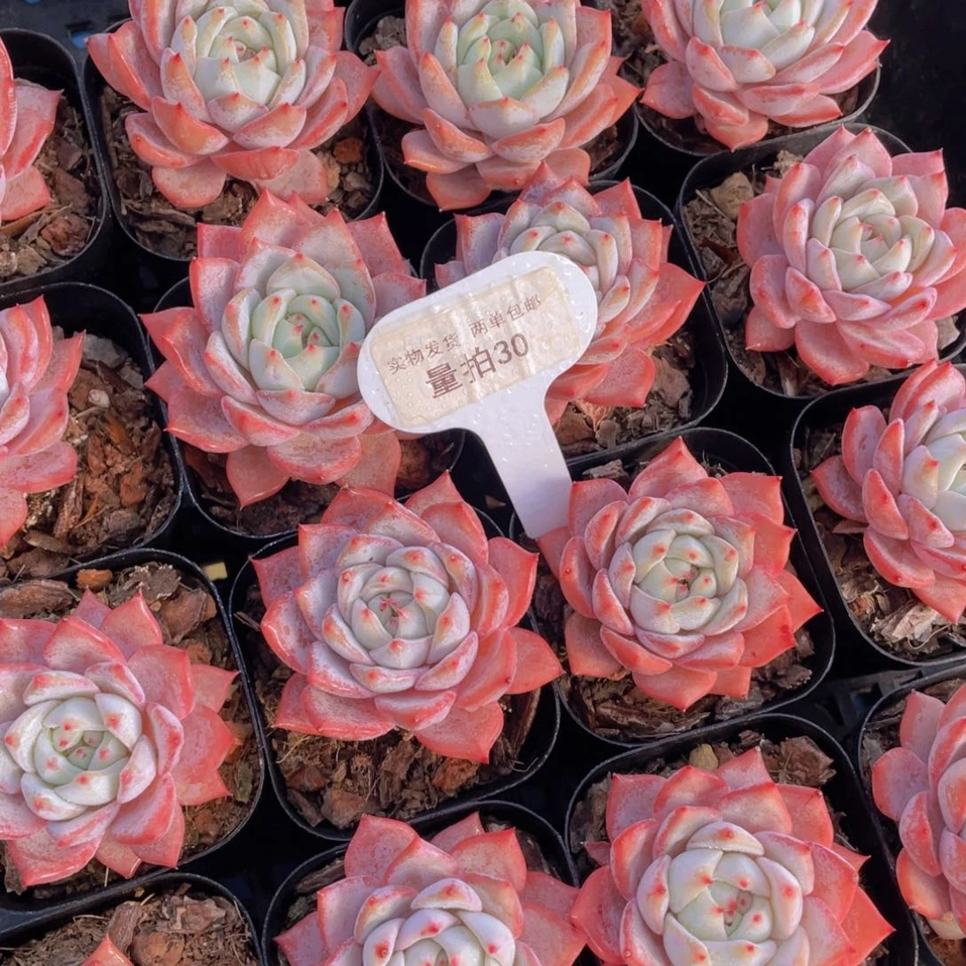 量拍30号全状态粉背韩版粉蓝鸟单头一个