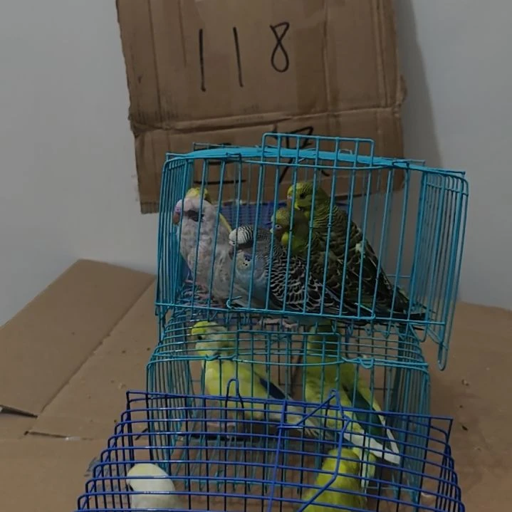 大头鹦鹉鹦鹉3只