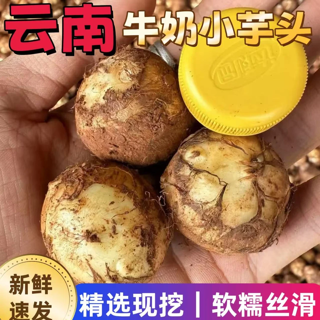 特价】云南新鲜牛奶小芋头香芋头现挖毛芋头小香芋当季整箱批发