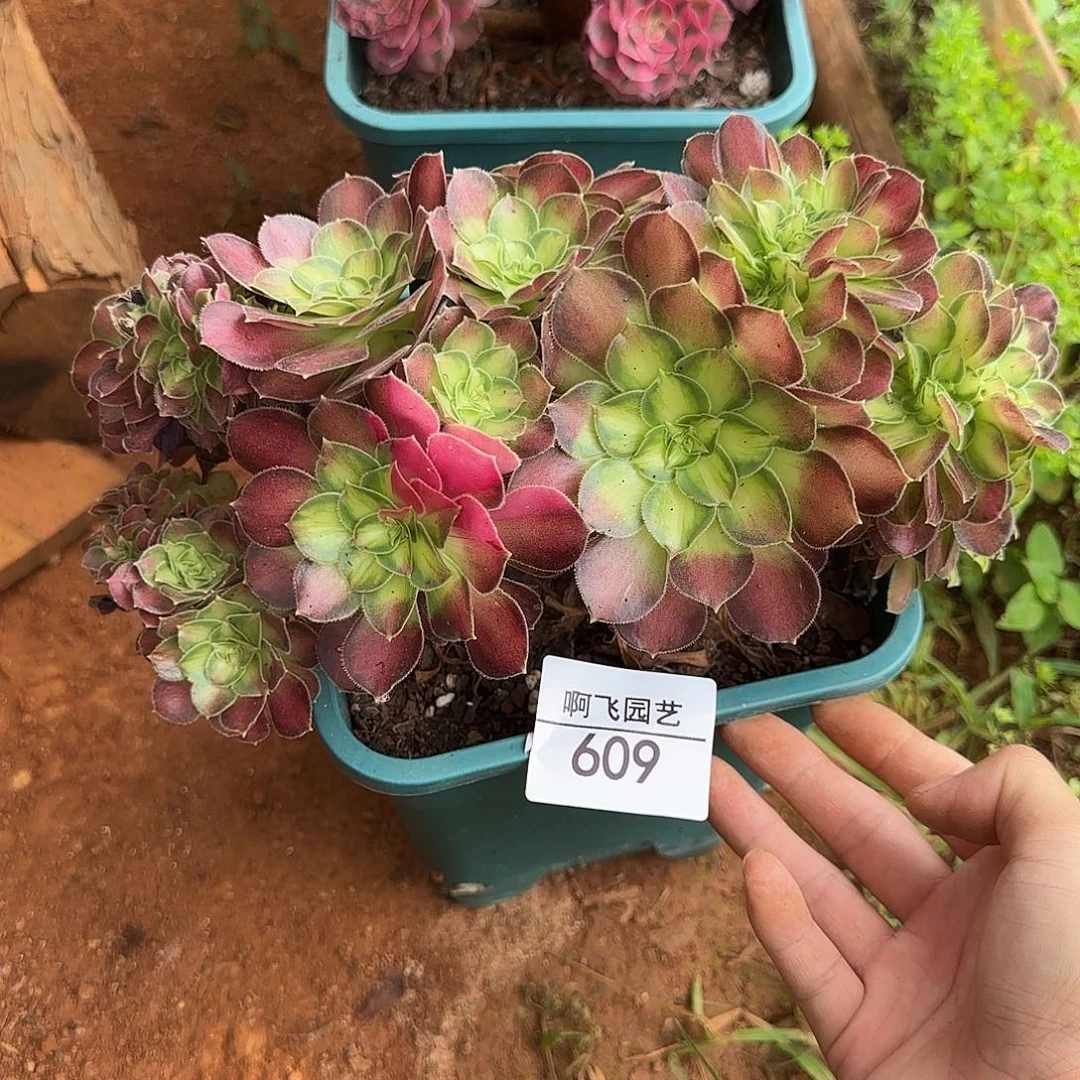 609多肉 韶华缀福利