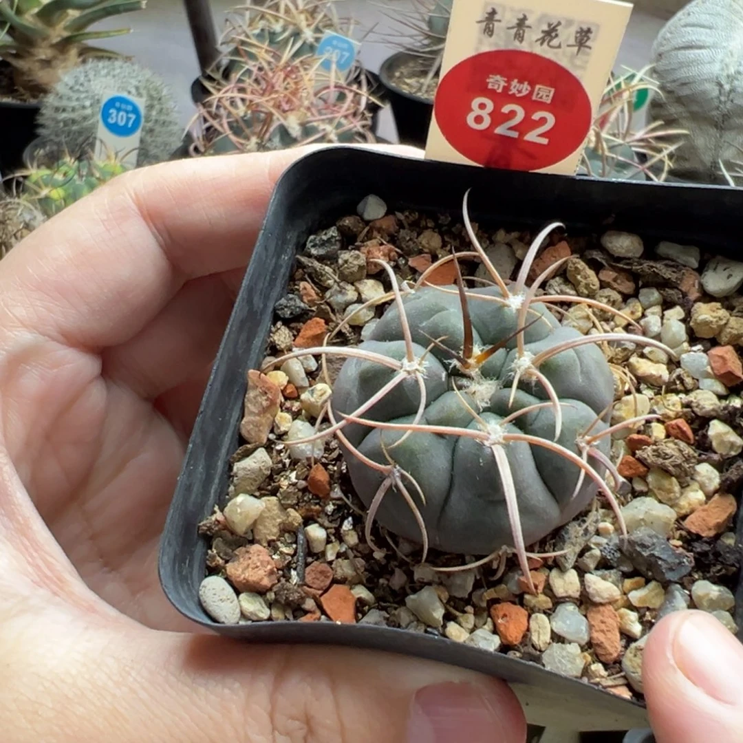 实生天平丸一棵仙人球