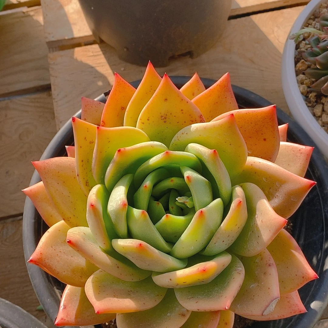 多肉植物黄金大包子