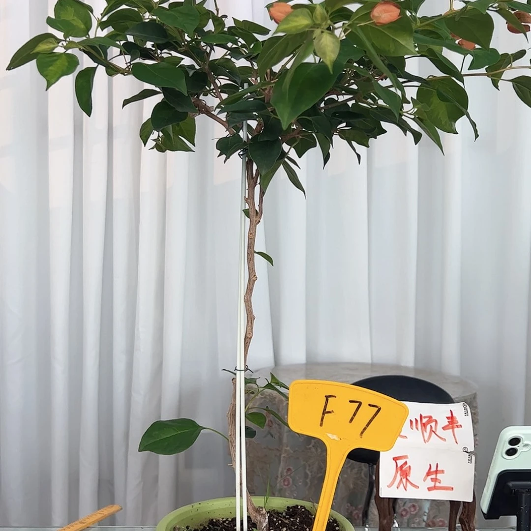 当前无花栽培后可以开花阳**私F77暗夕