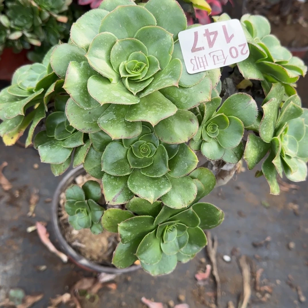 绿玫瑰147满20包邮断枝不包瑕疵