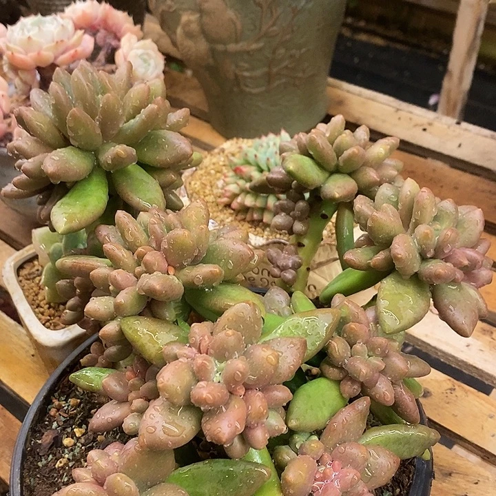 多肉植物肉肉植物