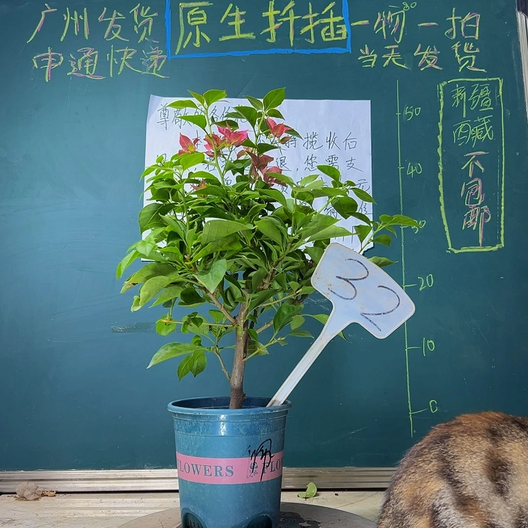 当前无花栽培后可以开花  佩德罗  32