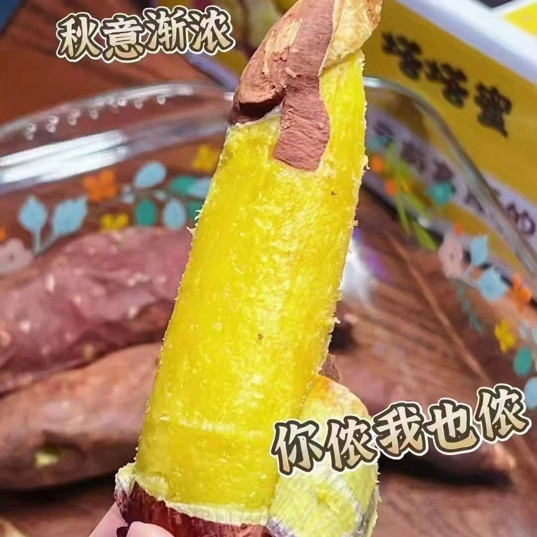 塔塔蜜溏心流油蜜薯红薯地瓜新鲜好吃现挖蜜甜食用