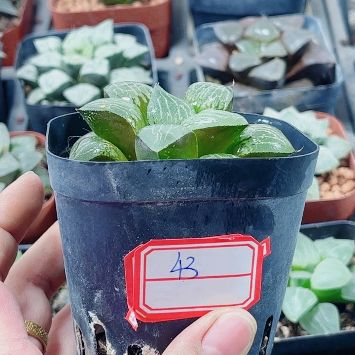 手***0十二卷 实生寿特选福利