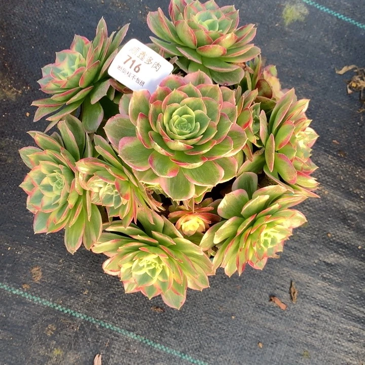 716海王多肉植物