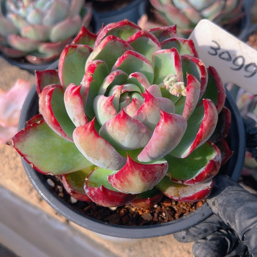 惊鸿仙子3099号有裂口介意勿拍